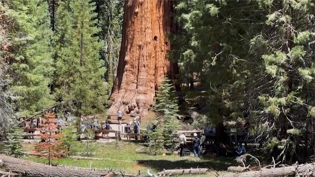 世界最大樹！　美國加州「薛曼將軍樹」健康檢查