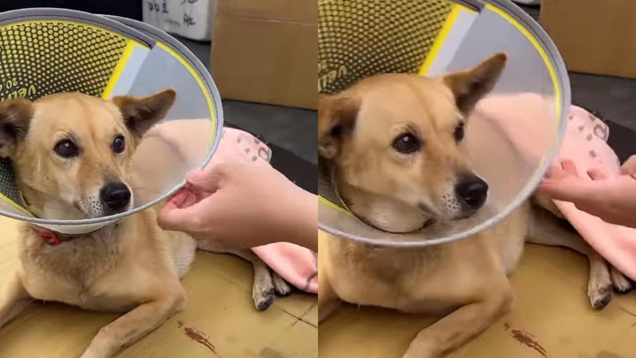 無辜浪浪慘遭「拋下高樓」惡劣行徑全被拍！冷血男「這原因」下毒手更怒了