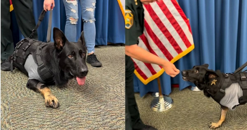 7歲警犬挺身救3警「左前腳中彈」　截肢後重返警局畫面惹哭全網