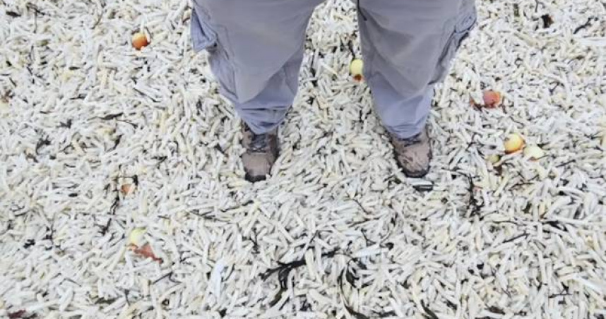 海灘現「薯條海嘯」　貨櫃落海數千袋沖上岸、恐危害生態