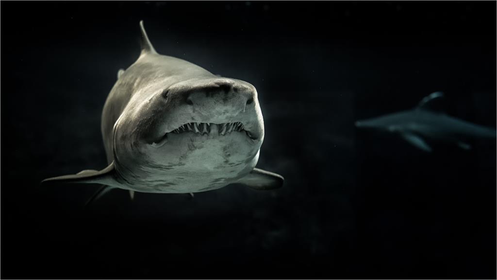 男子衝浪遇大白鯊「當場被活吞」長眠海底！恐怖巨大身影曝光