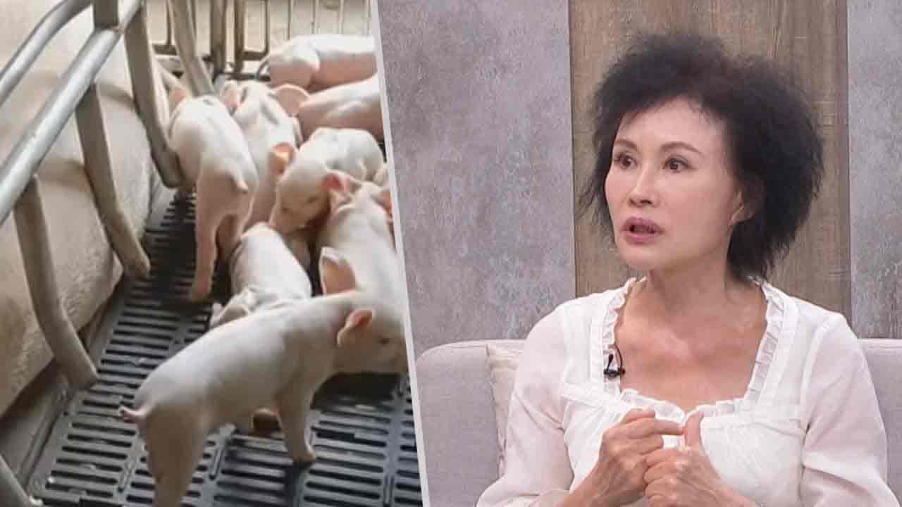 豬瘟防疫最後關鍵期2件事要小心！譚敦慈：豬肉務必「煮全熟」避免寄生蟲