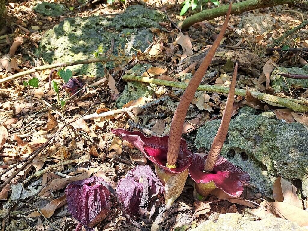 保護壽山台灣特有種魔芋　自管處啟動巡守計畫