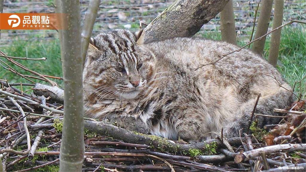 石虎血染公路!穿越公路慘遭「路殺」吐血慘死