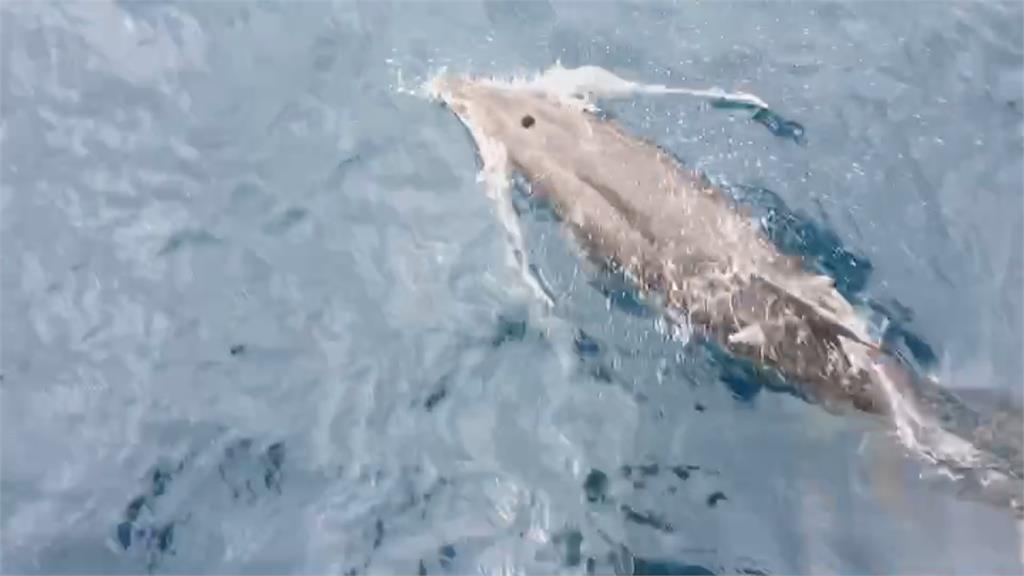 3隻條紋海豚現蹤東部海岸  生態改變？個體原因？專家也好奇