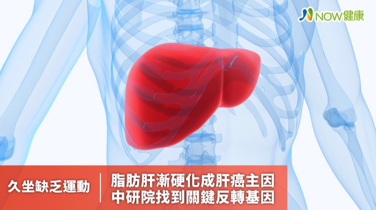 繼肝炎後脂肪肝將成為肝癌主因 中研院找到關鍵基因