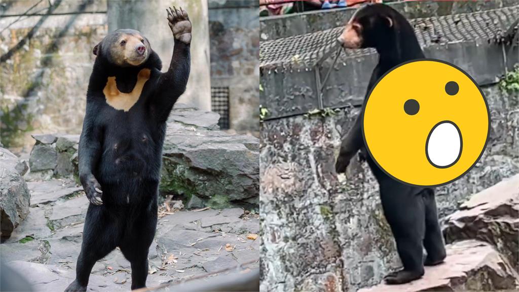 馬來熊站立討食「卡撐驚見詭異皺褶」！遊客疑「人假扮的」園方回應了