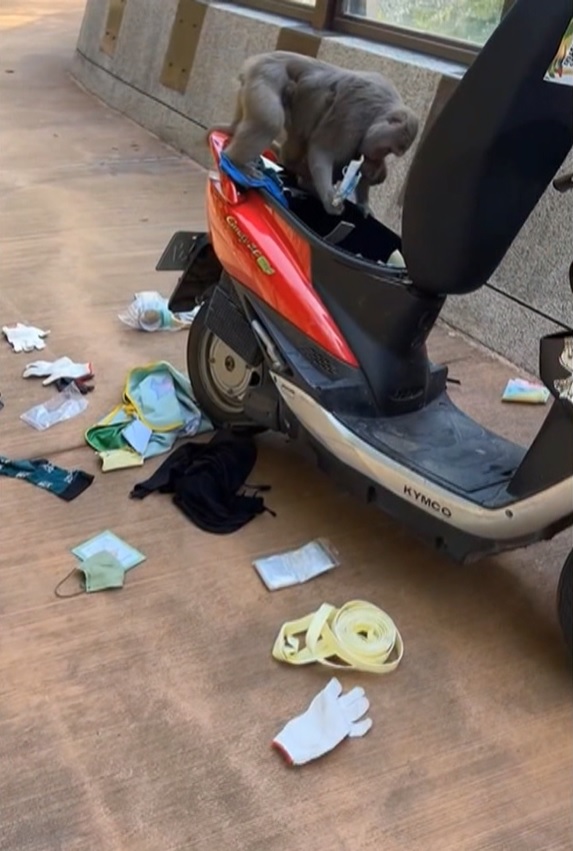 有影／母猴帶小猴掀機車坐墊　動物園小編淪苦主錄影宣導
