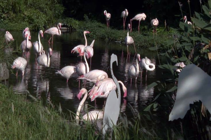 國慶連假天氣晴 台北動物園湧進三萬多人