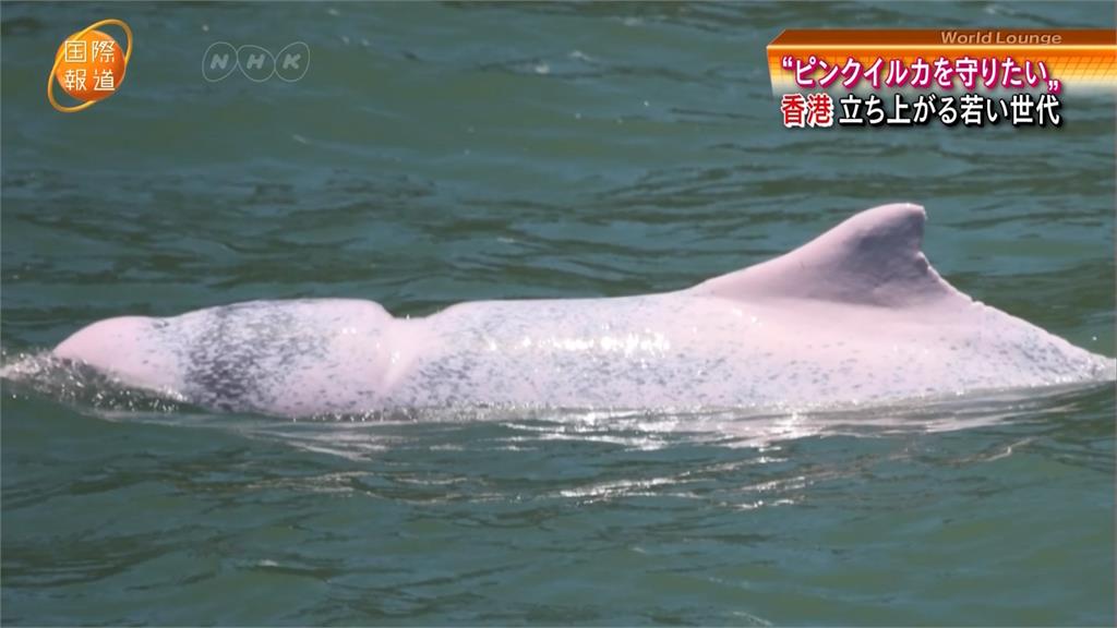 近年多遭觀光船撞死 香港白海豚列「易危」