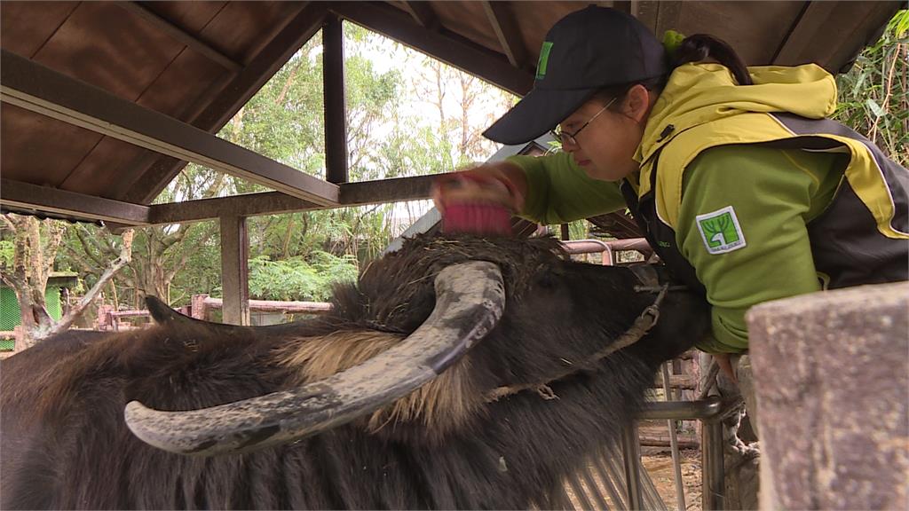 北市動物園遭爆動物交換管理疏失　簡舒培：沒追蹤如同棄養