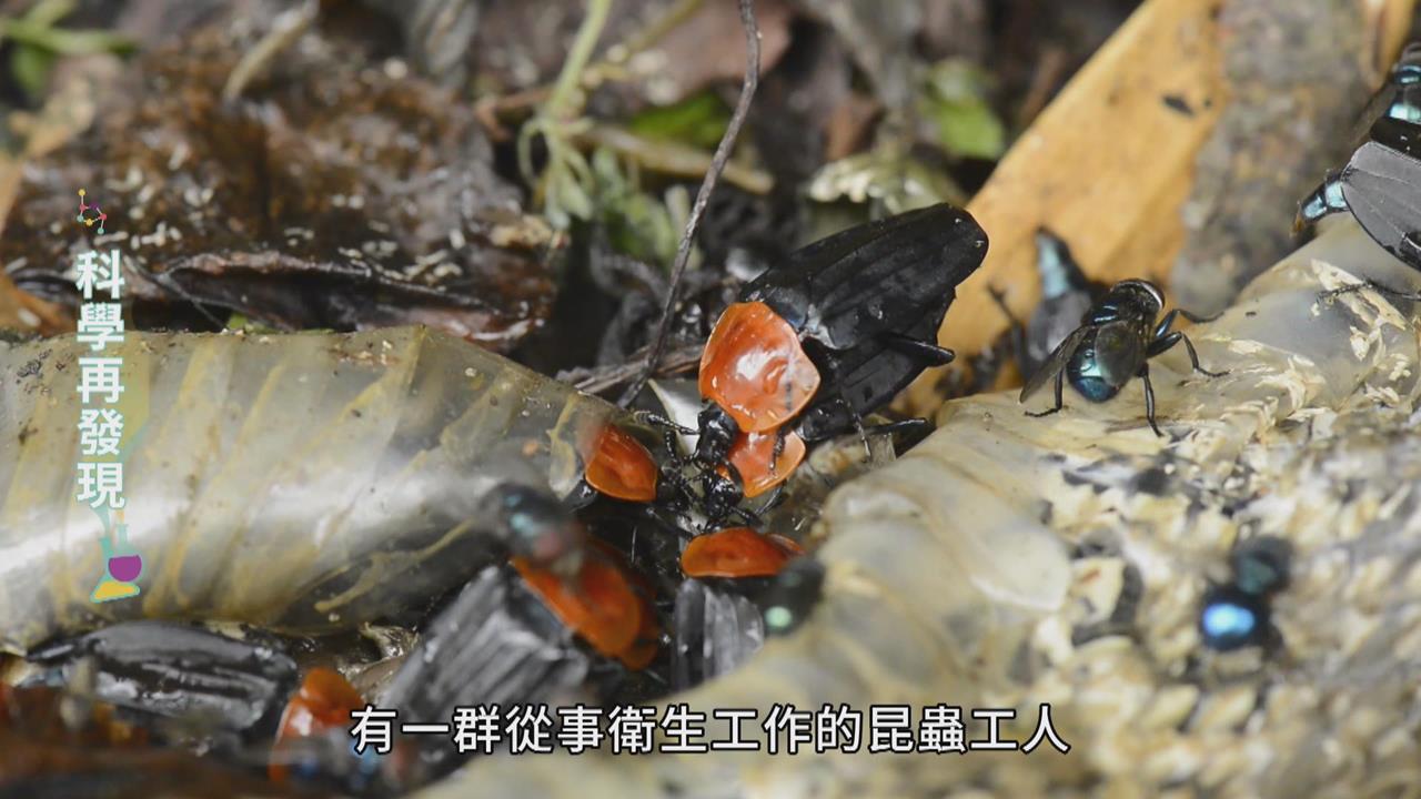 讓生命循環利用 清道夫埋葬蟲的奧妙