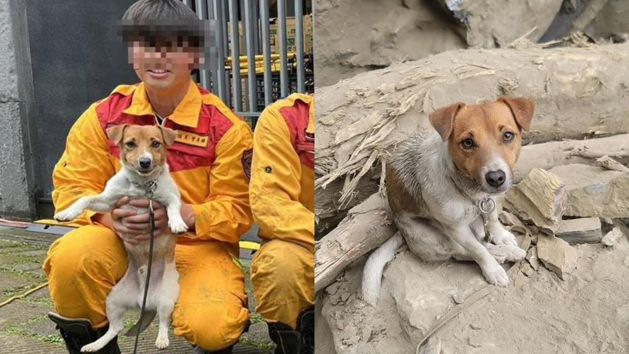 曾在花蓮強震建功⋯搜救犬Wilson遭爆虐死！他痛心揭「真相」全網氣炸
