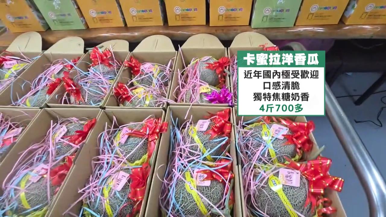 颱風米克拉外圍環流襲台　宜哈密瓜農火速搶收心血