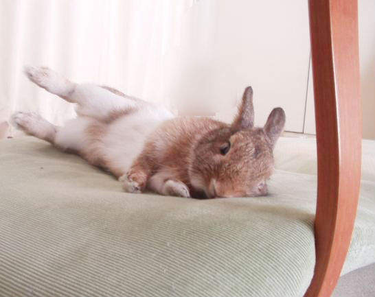 兔兔在床上跳一跳突然倒下，緊張的抱著牠準備衝去醫院...結果原因卻跟我們想的不一樣！！｜寵物愛很大
