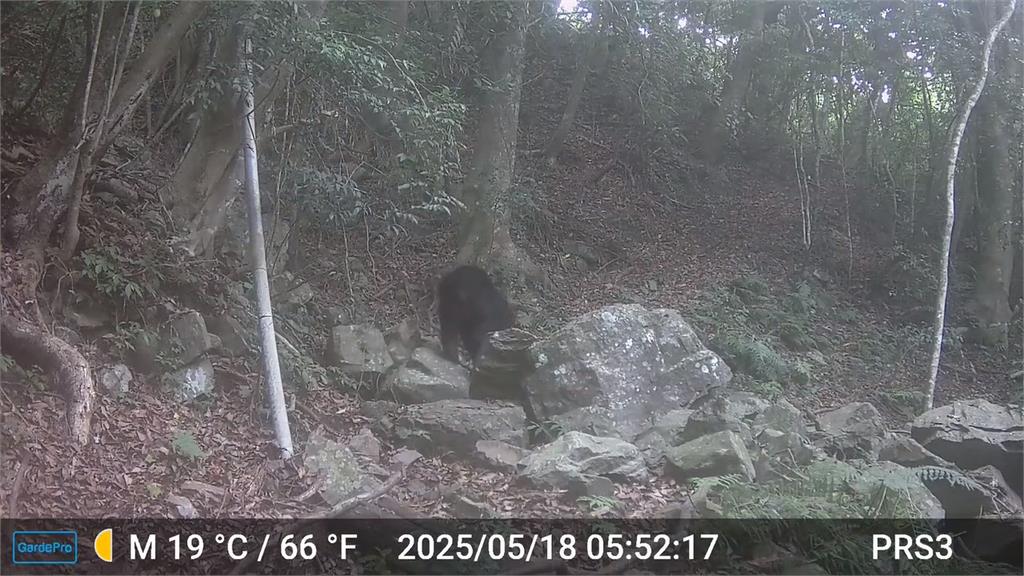 有bear來！台中南勢部落巡守隊　二度拍到台灣黑熊身影