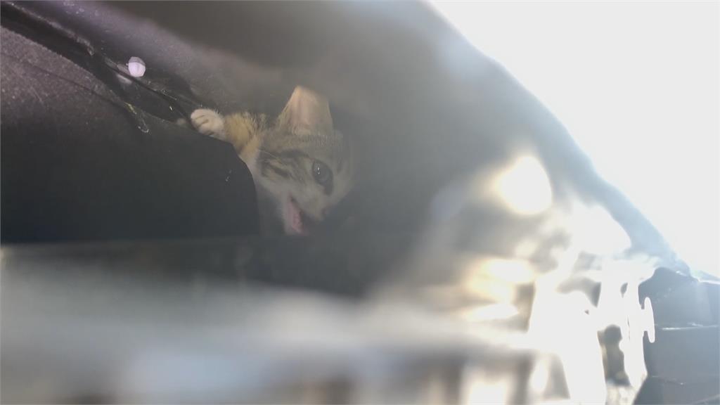 小貓卡在車內  不敢發動拖回原廠 大費周章拆車救貓  貓不見了