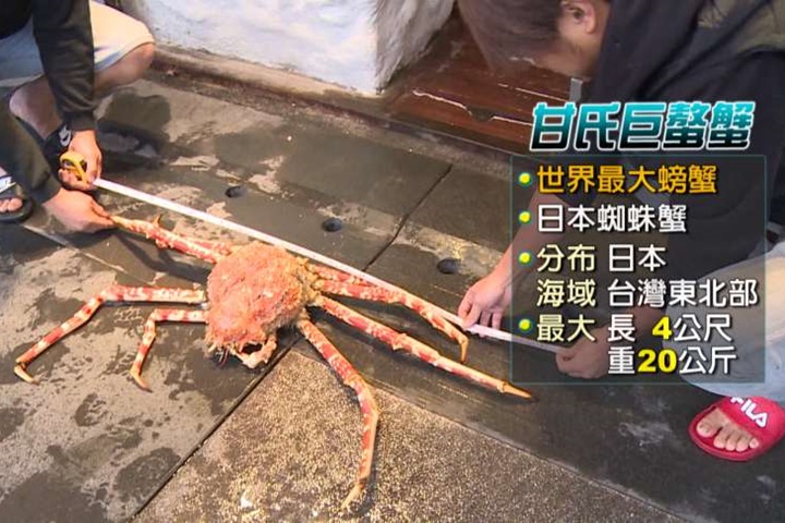 「比50吋電視大」七星潭捕獲巨無霸螃蟹  