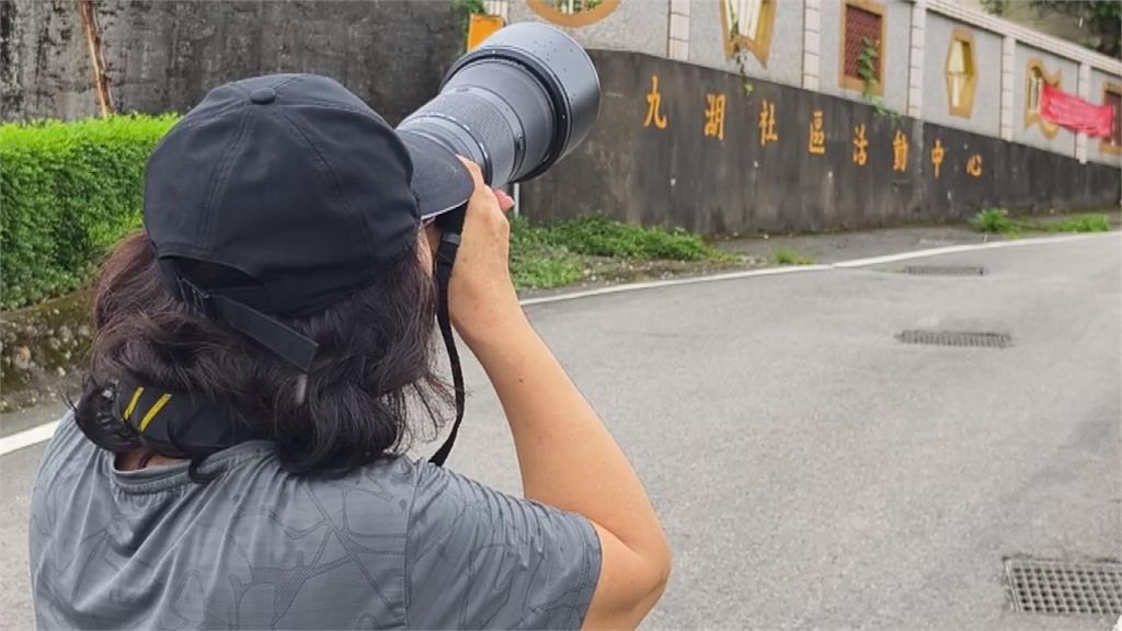 黑瞳白羽！　稀有白燕子現蹤苗縣銅鑼　　愛鳥人士提醒＂靜靜觀賞＂