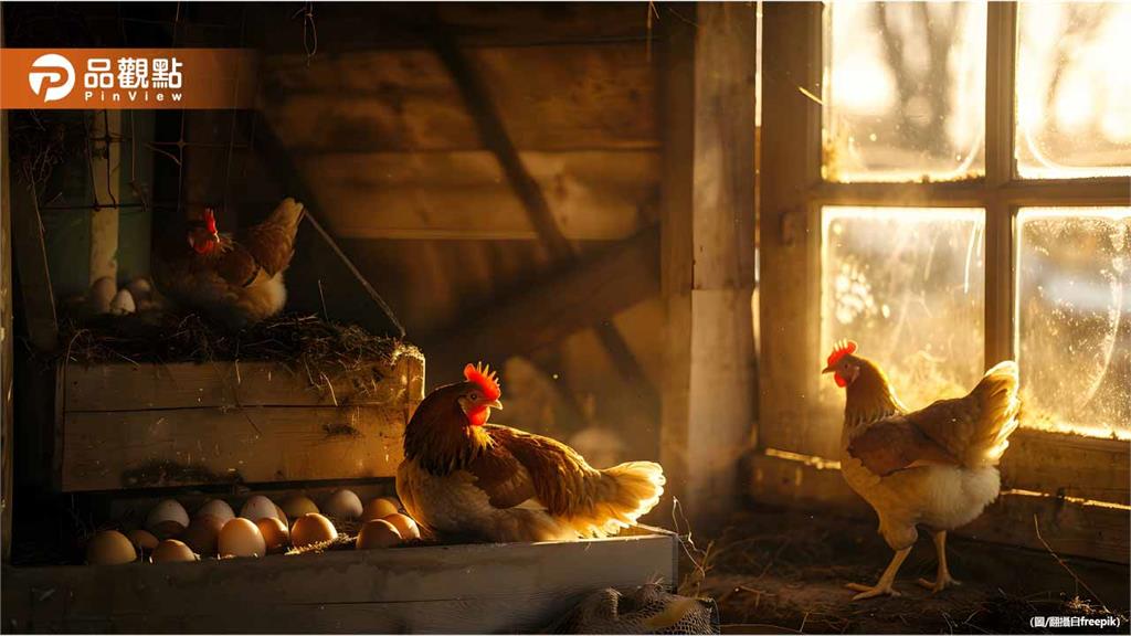 彰化爆H5N1禽流感疫情！6萬隻蛋雞慘遭撲殺