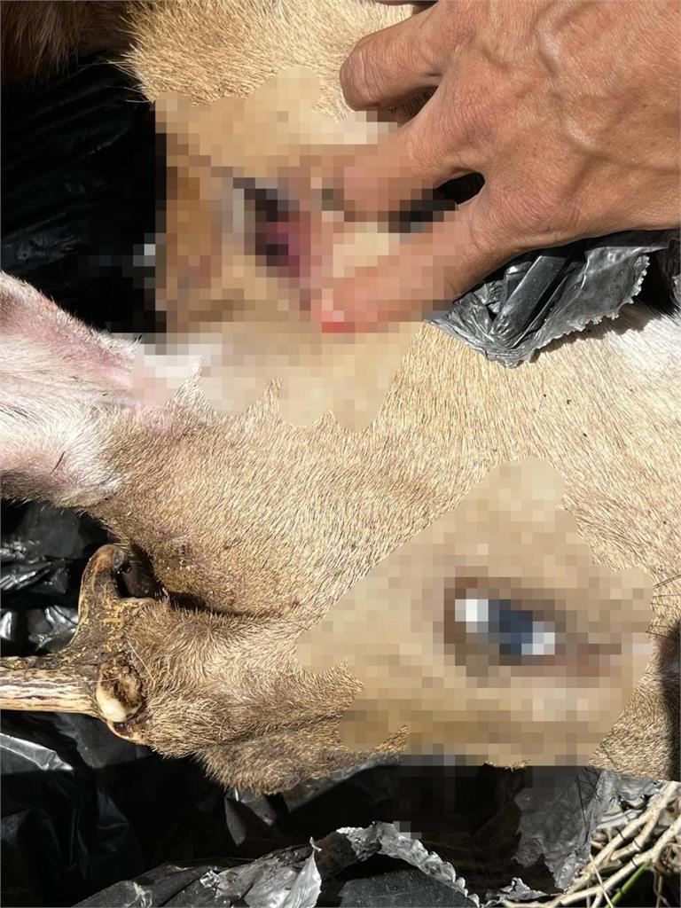 殘忍！恆春梅花鹿遭殺害棄屍　檢方逮捕盜獵集團４人