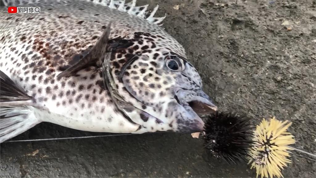 夢幻石鯛的最愛！釣魚達人靠「必殺餌」大豐收　魚又肥又大險拉不起來