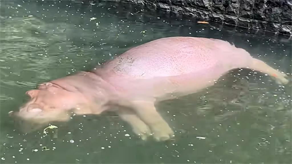 壽山動物園「粉紅浮屍」嚇壞遊客！園方忙曝河馬「肥而不溺」真相