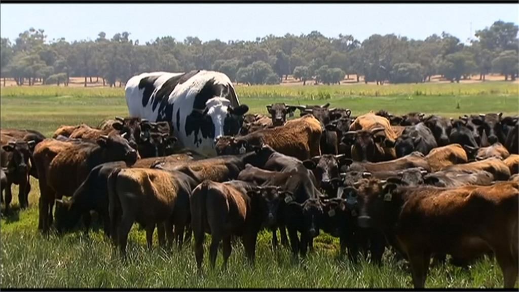 澳洲公牛高194公分 體型魁梧逃過屠宰命運