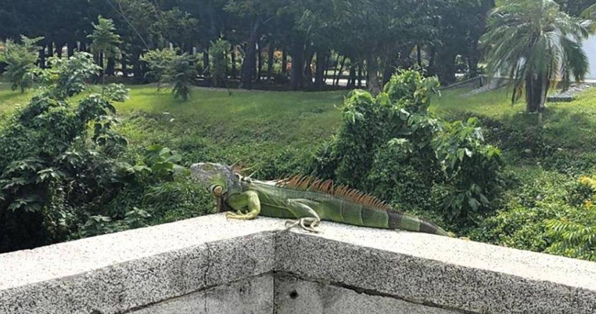 驚見巨型綠鬣蜥竄入草叢！3年後再度現蹤綠島爆生態警報　專家揭可能原因