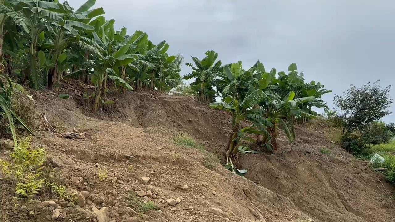 快新聞/颱風一夜吞噬農園!香蕉園滑落200公尺外山腳 台東縣政府回應了