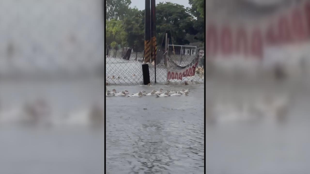 屏東豪雨動物受災！　鴨子集體逃家逛街、馬路當街能撈魚