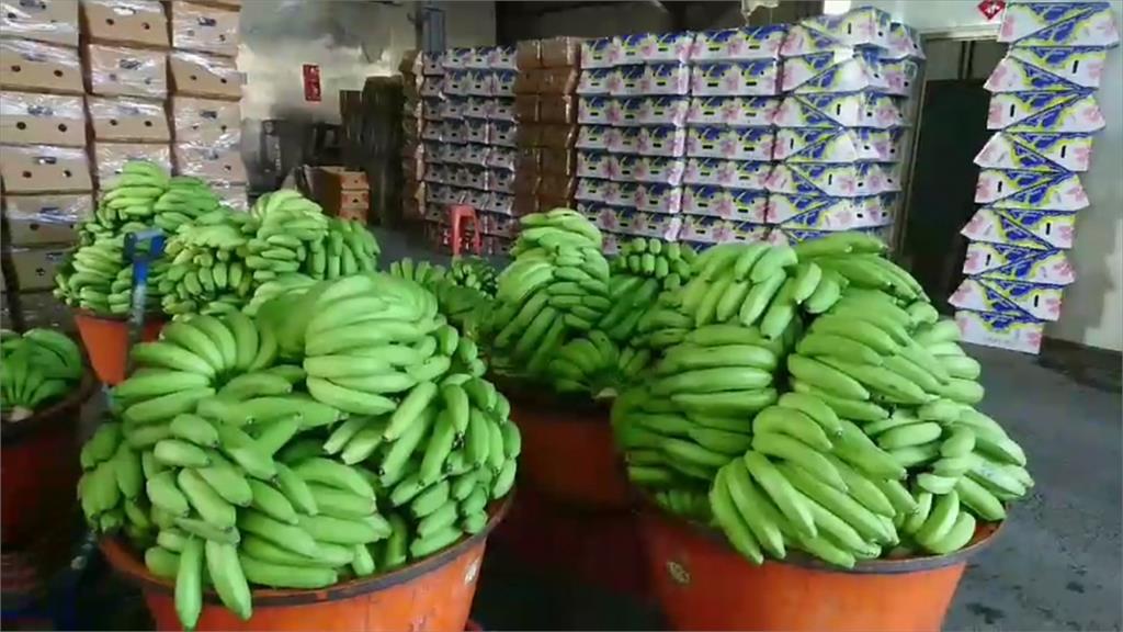旗山蕉農克服困難！香蕉持續外銷日本