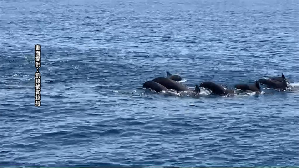 宜蘭賞鯨船罕見遇大批鯨魚　花蓮海上「鯨」奇遊客超興奮