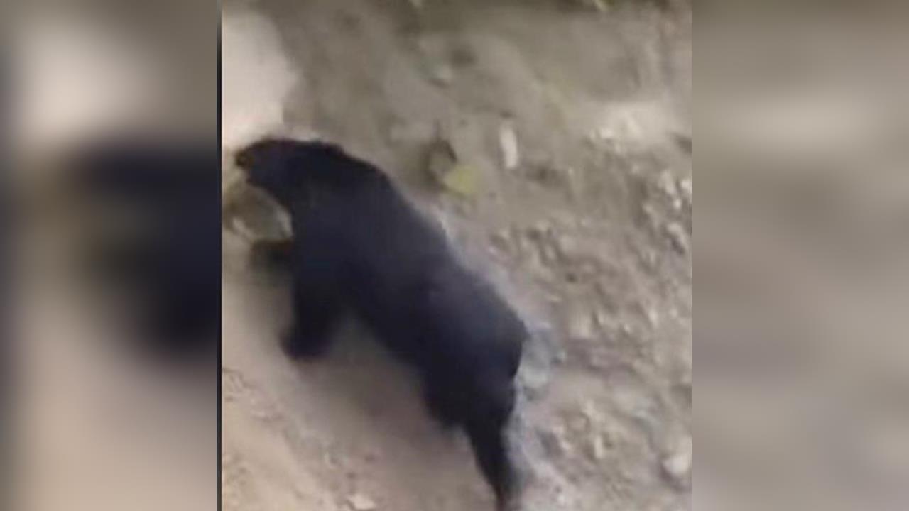 南投有熊出沒! 驚見"黑熊爬峭壁"離露營區僅350公尺