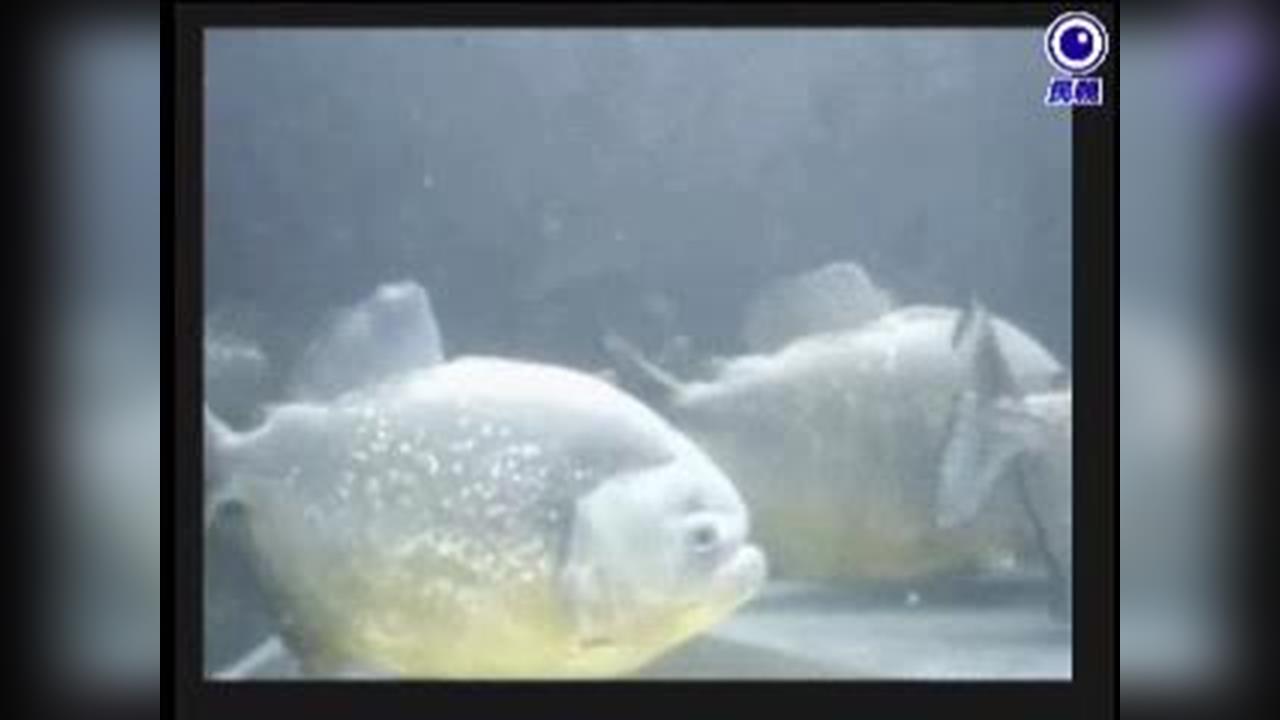 46人游泳突遇食人魚攻擊「血肉模糊」！急救包不夠用他「這裡」斷了