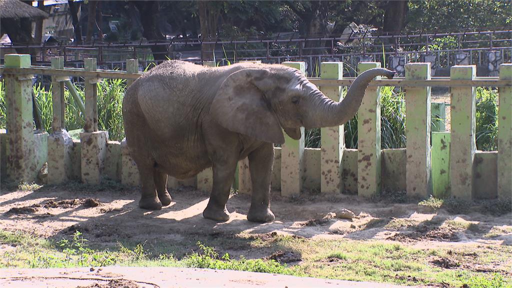 防疫在家看動物直播　大象阿里打頭陣！　壽山動物園休館整修　明年10月再見面