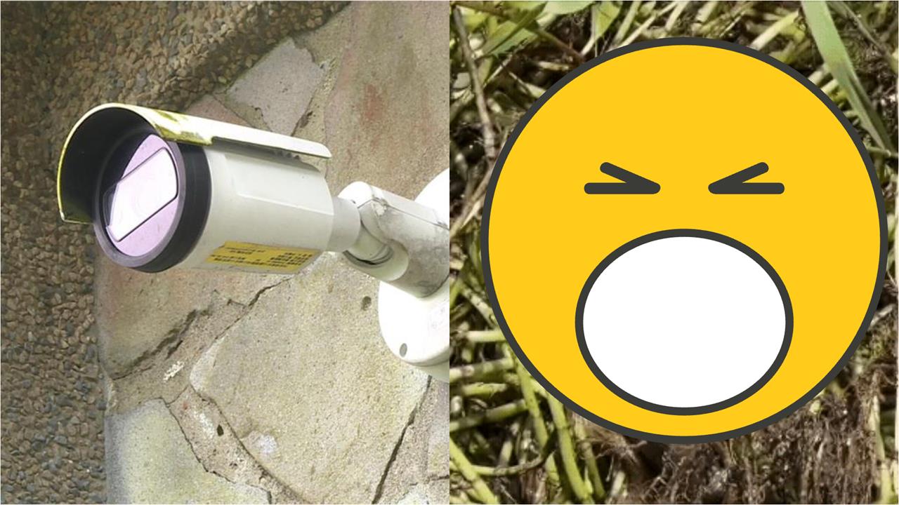 情侶擎天崗衝撞後「陽明山1V多」混戰片又外流!肉身貼地「交疊狂動11秒」超羞