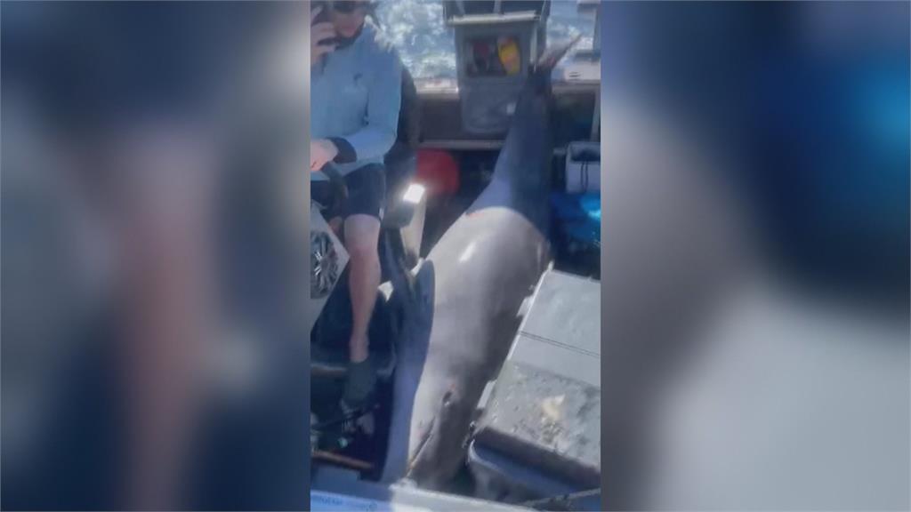 出海釣魚遇海豚「從天而降」 紐西蘭男子受輕傷