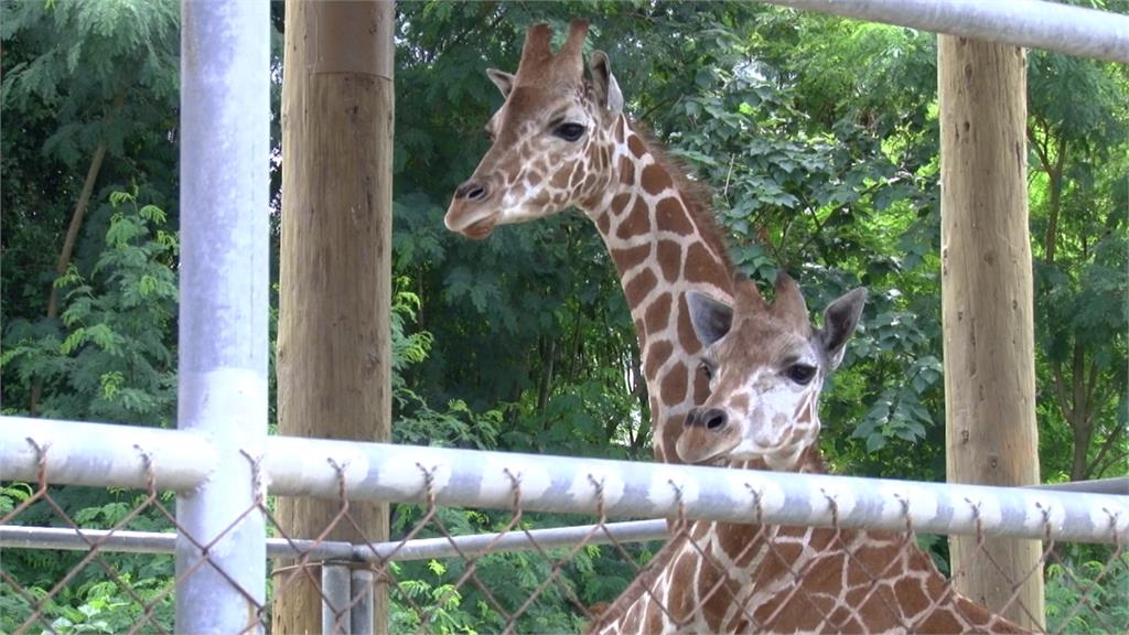 身價如南部別墅！南部動物園唯2長頸鹿見客