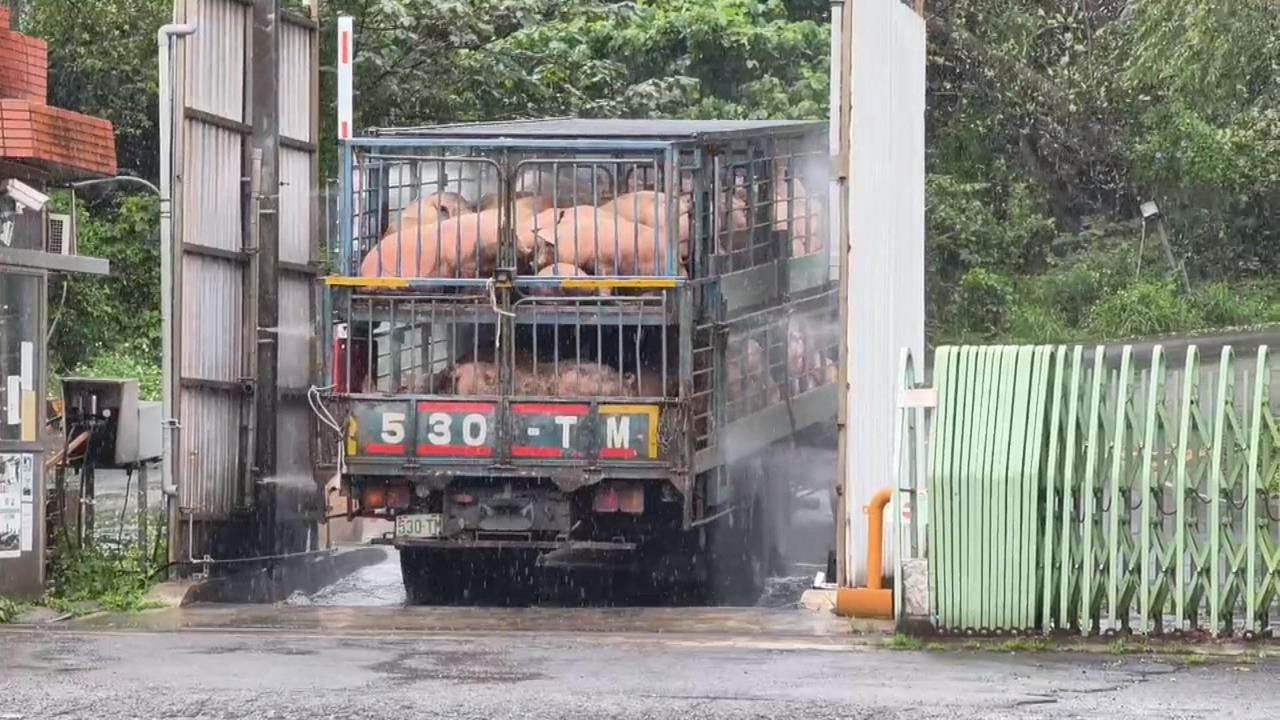 噁！北部CAS認證肉品商　疑處理「斃死豬」髒亂環境解剖