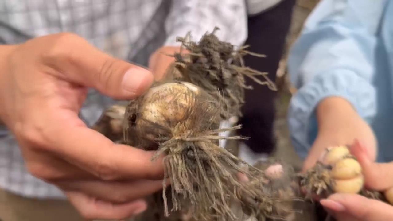 連日豪雨重創農作! 雲林蒜頭「開瓣受損」 藍綠立委盼盡快啟動災後救助