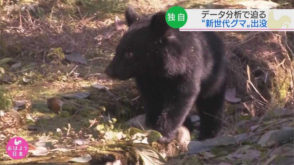 黑熊新時代來臨 今年日本黑熊傷人頻傳入侵賣場不怕人 「與熊為鄰」恐成常態