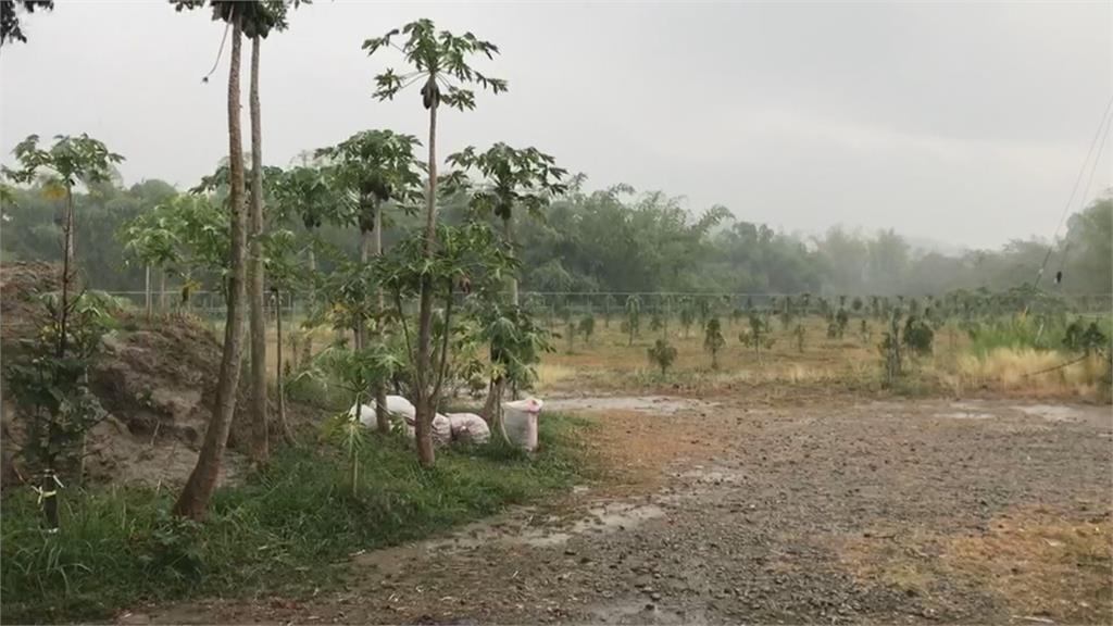台南左鎮也下雨了！農民樂翻：讓樹多長幾吋