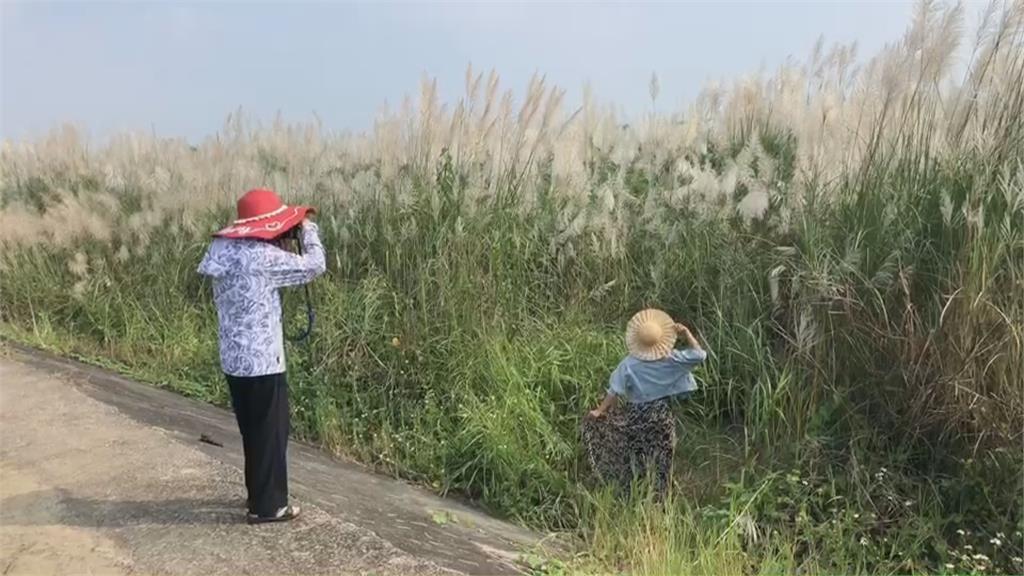 曾文溪畔9月秋雪美如畫　台南大內橋甜根子草盛開
