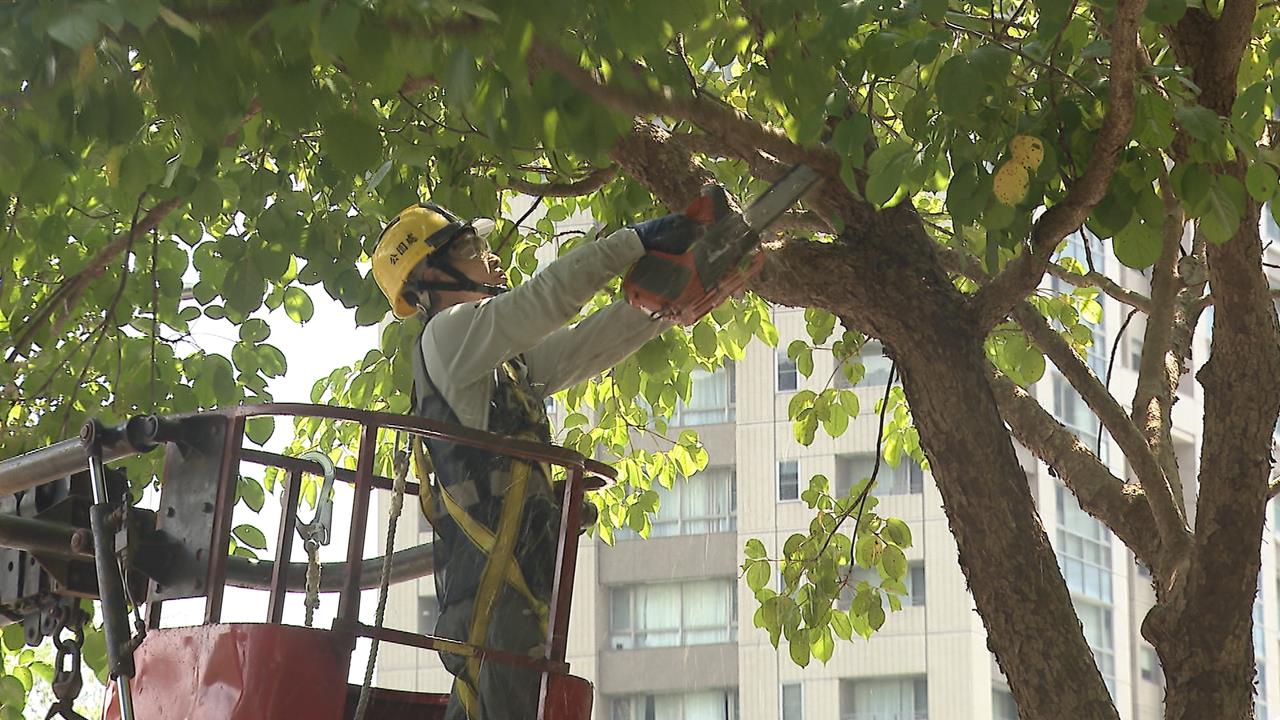 防巴威重演蘇迪勒3千棵路樹倒伏! 北市公園處全面修剪