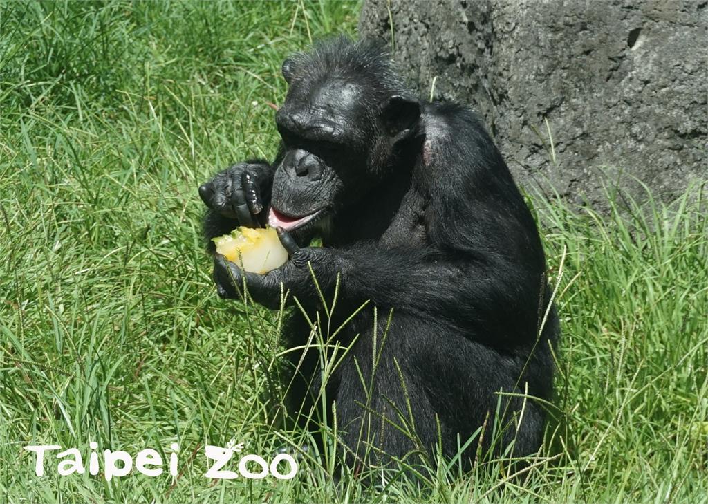 快新聞／北市動物園元老級黑猩猩「阿美」切除腫瘤手術中離世 享年51歲
