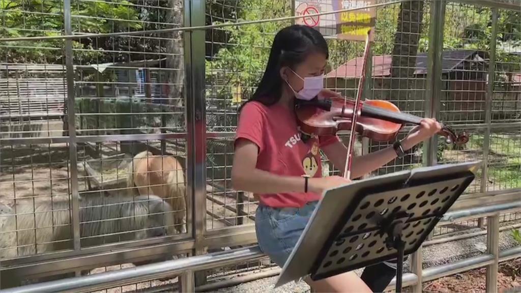 特別觀眾是牠！　小六女童壽山動物園拉小提琴