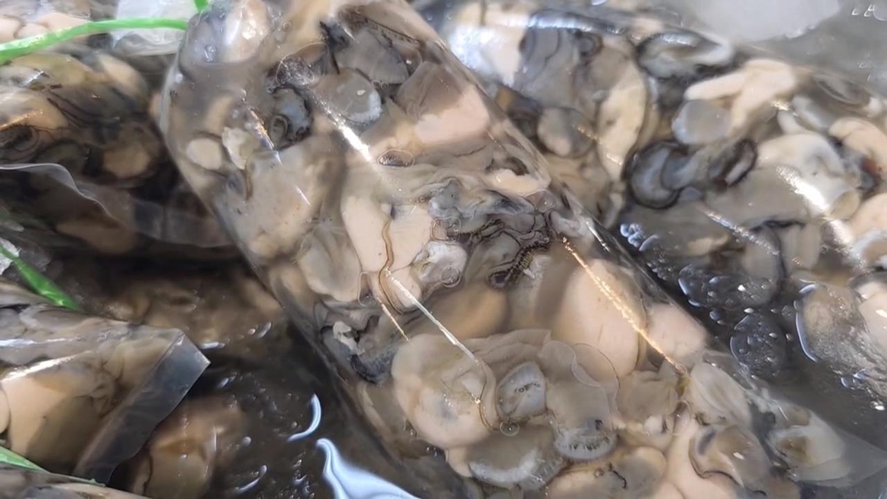 繼高雄後！台中水產店業者越南牡蠣假冒台灣蚵　業者辯稱不知情