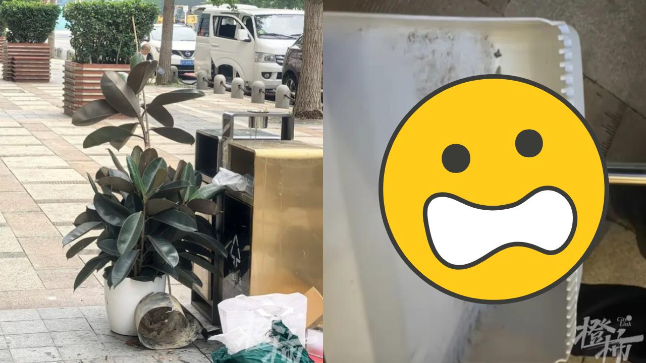 花280元網購盆栽！按摩店接連冒出「4條蛇」⋯一扒開泥土全網看傻