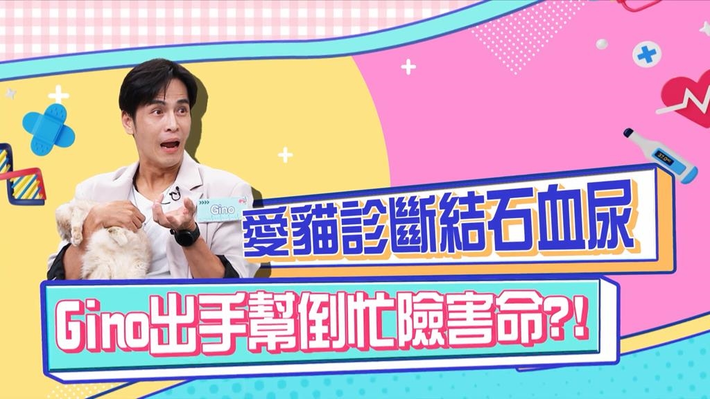 醫學(影)／Gino愛貓尿結石 協助排出險害命？